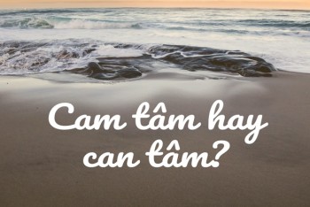 Cam tâm hay can tâm tình nguyện? Tâm can hay tâm cam?