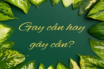 Gay cấn hay gây cấn đúng chính tả? Ví dụ phân biệt chi tiết