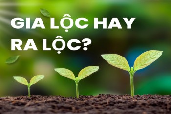 Gia lộc hay ra lộc đúng? Cách phân biệt gia hay ra chi tiết