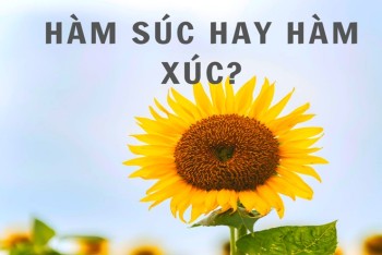 Hàm súc hay hàm xúc đúng chính tả? Vì sao nhiều người nhầm lẫn?