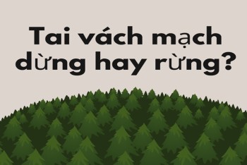 Tai vách mạch dừng hay tai vách mạch rừng mới...