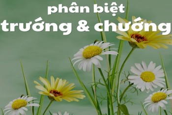 Dưới trướng hay dưới chướng? Phân biệt trướng hay chướng