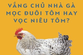 Vắng chủ nhà gà mọc đuôi tôm hay vọc niêu tôm?