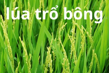 Trổ bông hay trỗ bông? Trổ tài hay trỗ tài? Trổ...