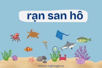 Viết rặng hay rạn san hô đúng chính tả? Phân biệt rặng và rạn