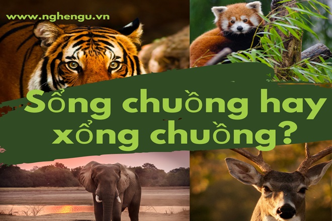 song chuong hay xong chuong