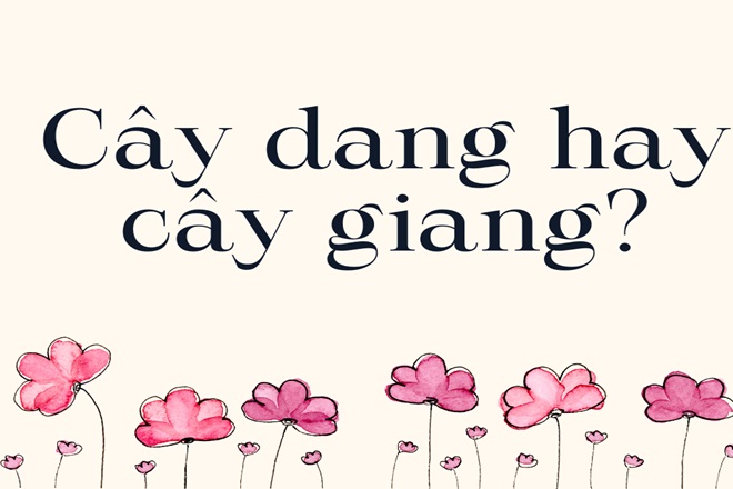 cay dang hay cay giang