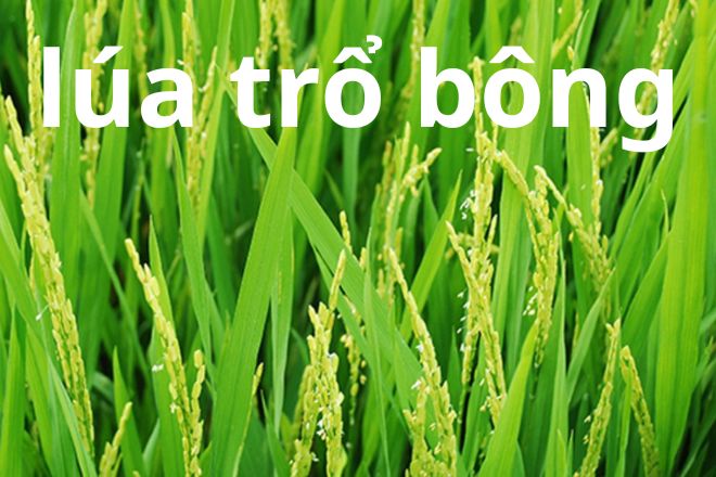 tro bong hay tro bong